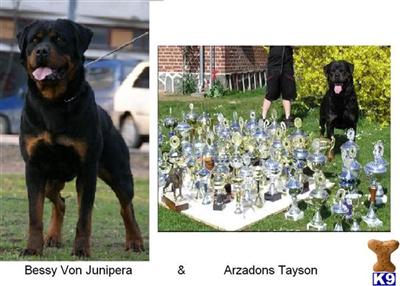 Rottweiler Puppies for Sale